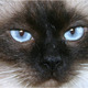 Avatar lamalou