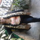 Avatar jolay
